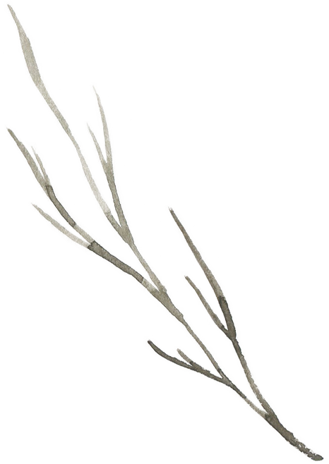 Gentle watercolor leaf